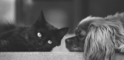 Pets