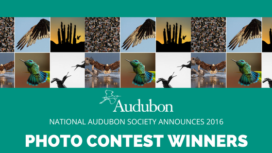 Stunning Images Emerge From National Audubon Society's 2016 Photo Contest